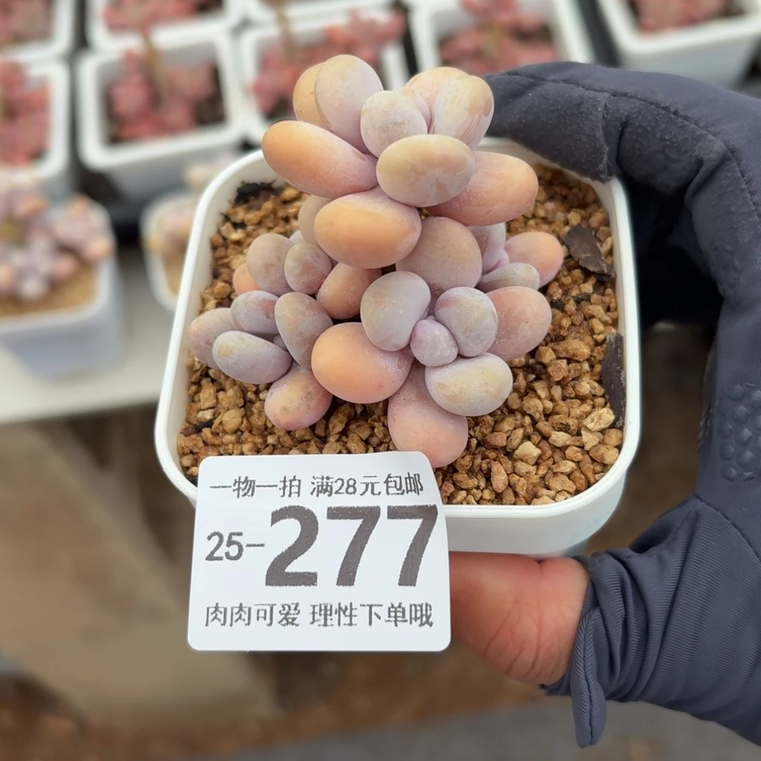 奶酪无盆土发货无