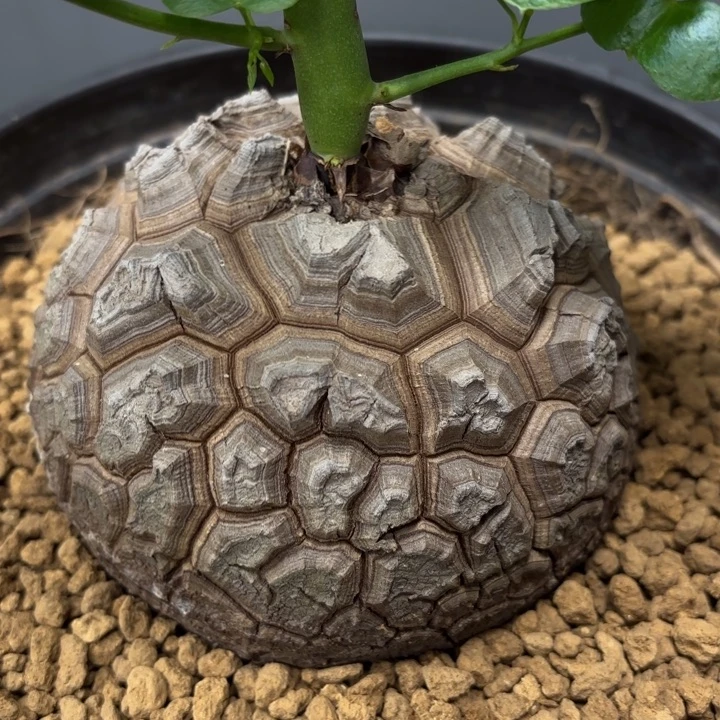 1682号龟甲龙带盆包邮