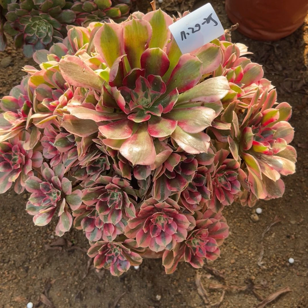 11-20-25粉女巫初恋法师锦