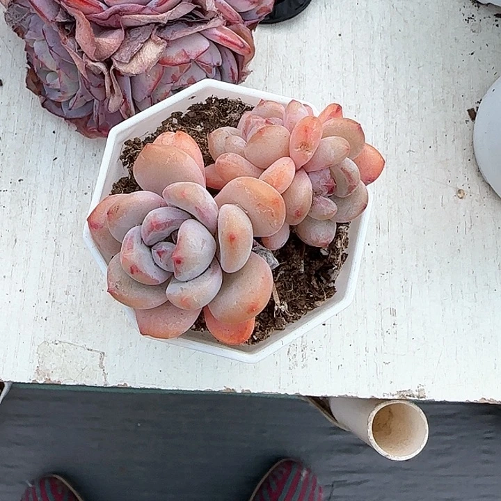 心****师青蛙王子儿童牙膏111