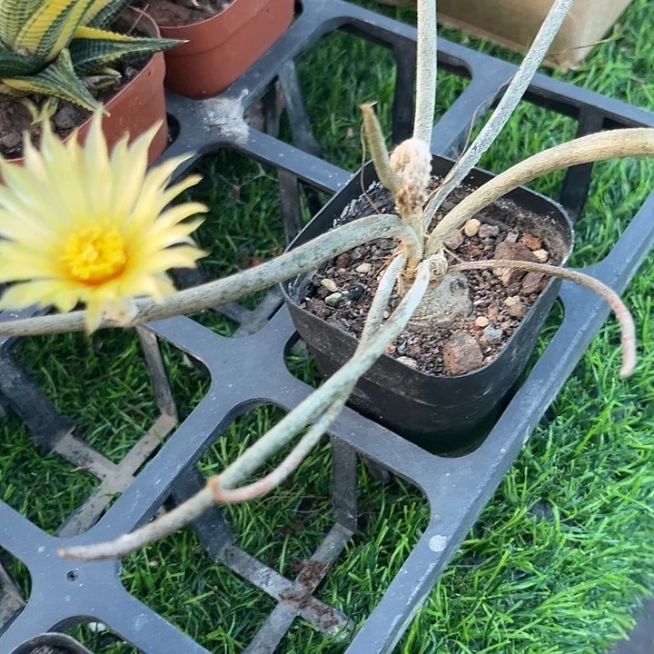 萝卜根美杜莎一物一拍