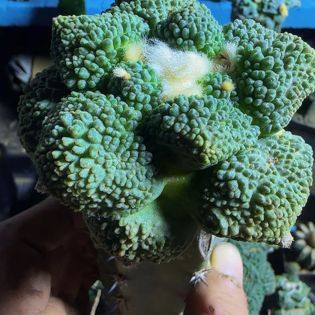 哥怒639仙人球开花
