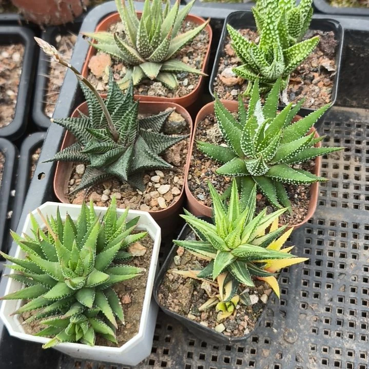 榔****串一物一拍。。