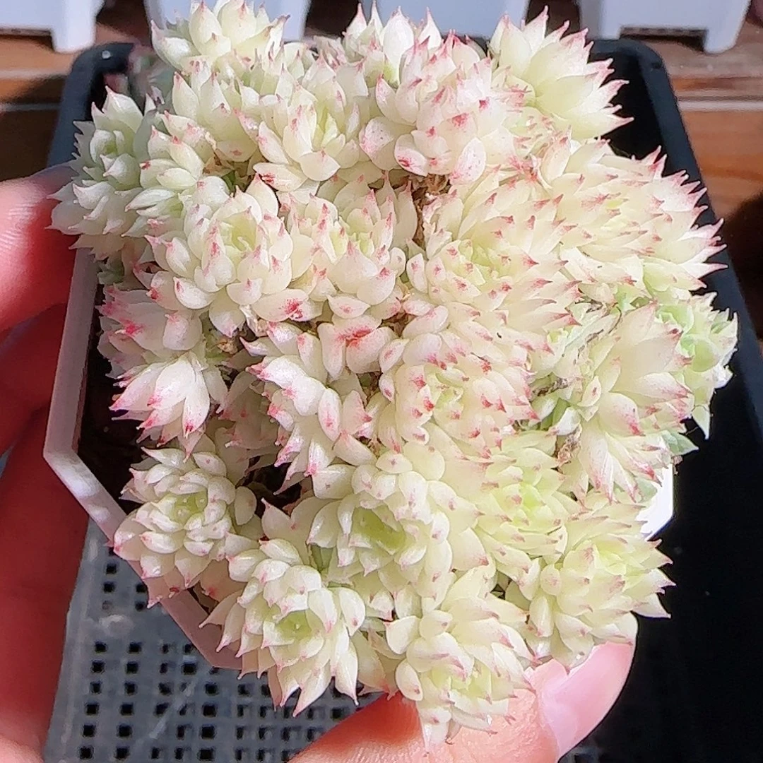 多肉1105--40白底麦秆群