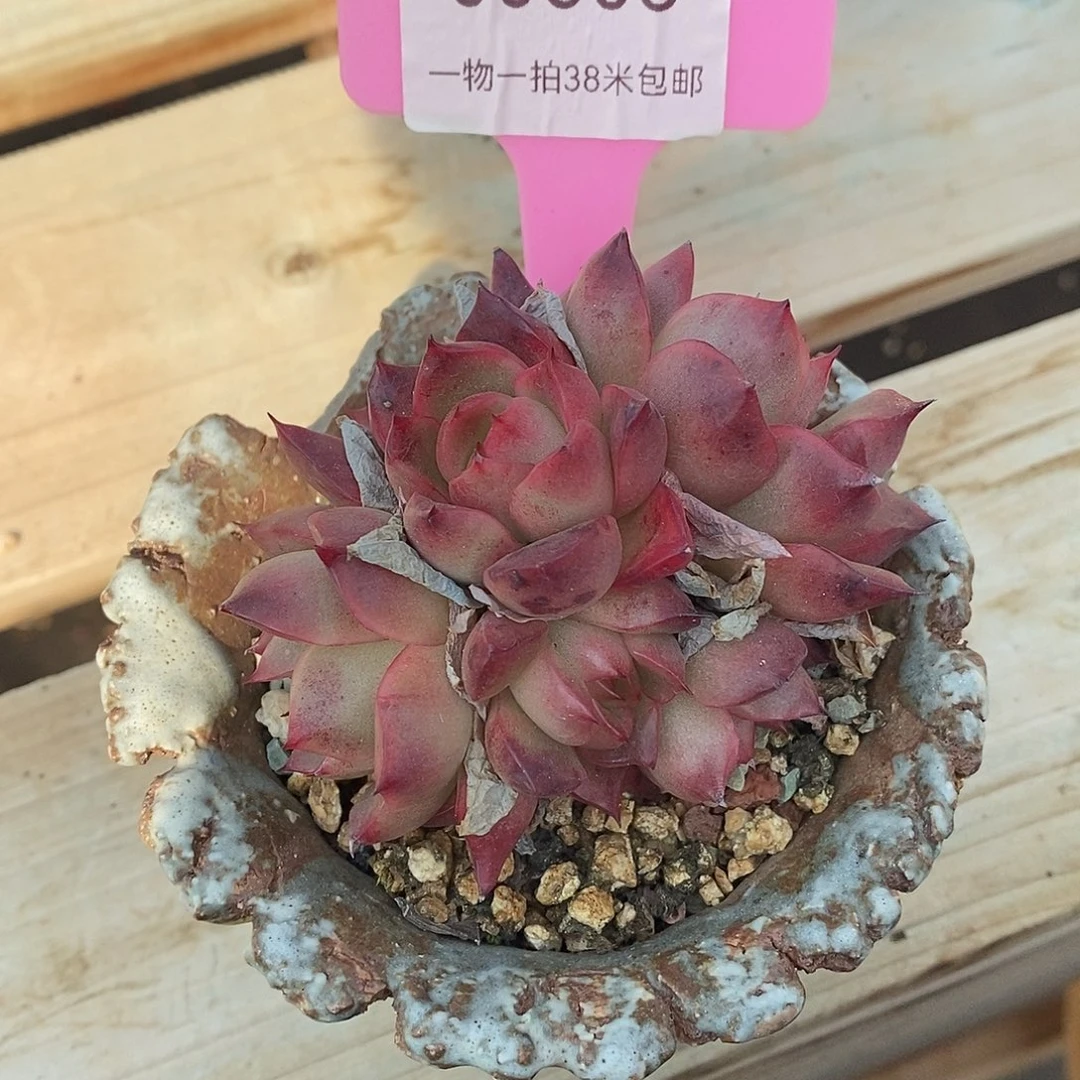 603婆婆来咯咯哦哦哦