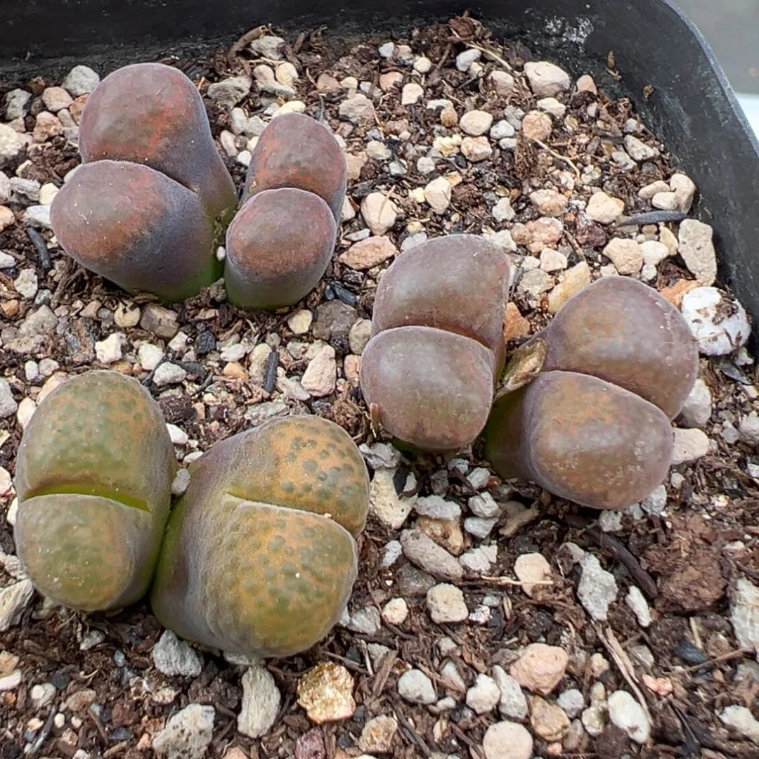 9.1好看的多肉脱土发货224