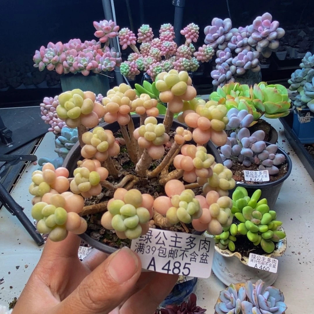 485花朵鱼子酱多肉8cm