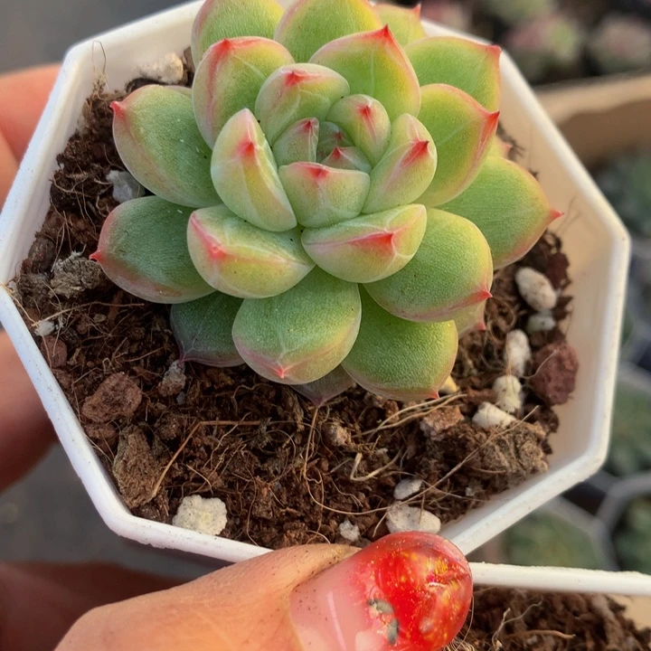 雪花珍妮 2颗  包邮  多肉