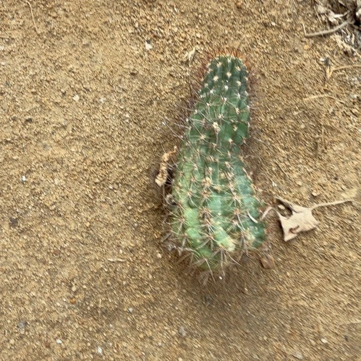 ****安矮胖白檀k3白檀侧芽217