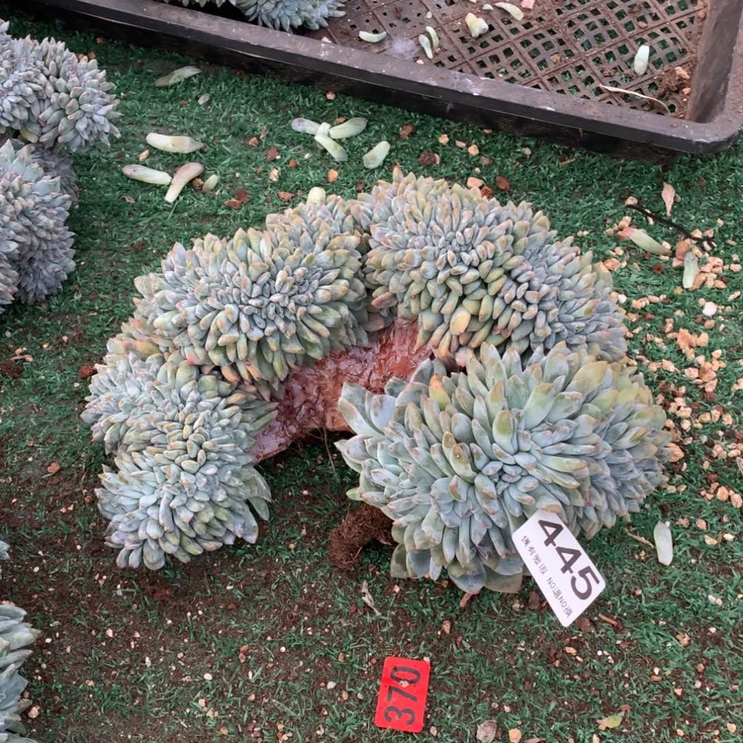 445橙子缀化多肉植物