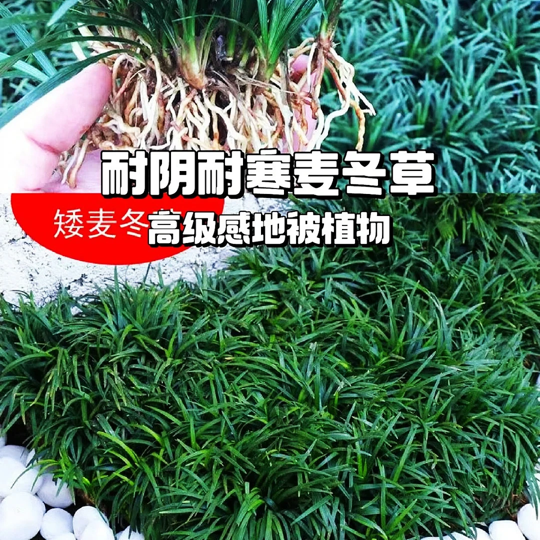 矮麦冬草苗玉龙草耐寒四季常绿适用于别墅庭院园林绿化耐热耐荫