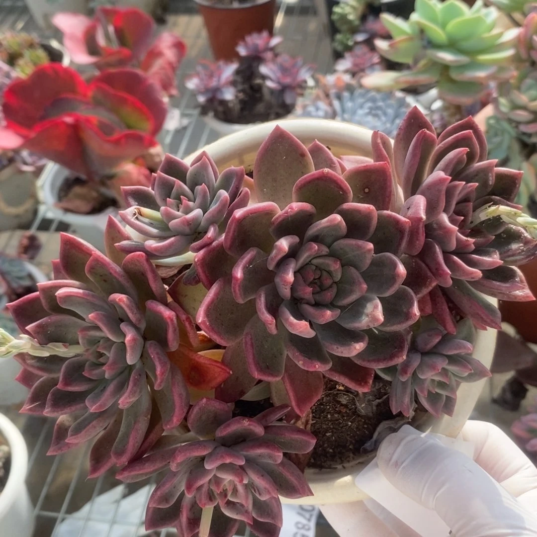 0780油漆桶一物一拍