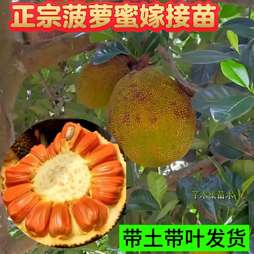 印尼红菠萝蜜嫁接苗 泰12菠萝蜜苗 榴莲蜜嫁接苗广西基地直发