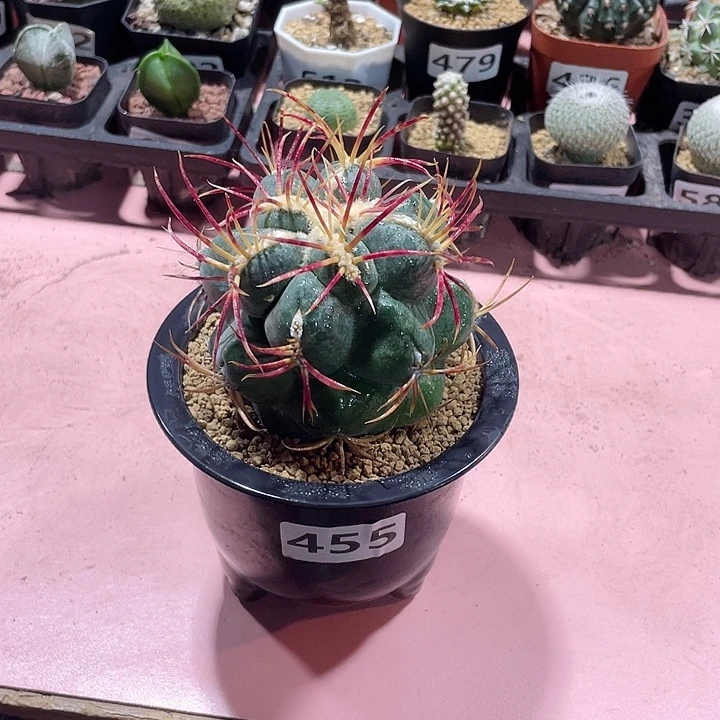 455超大高木绯冠龙