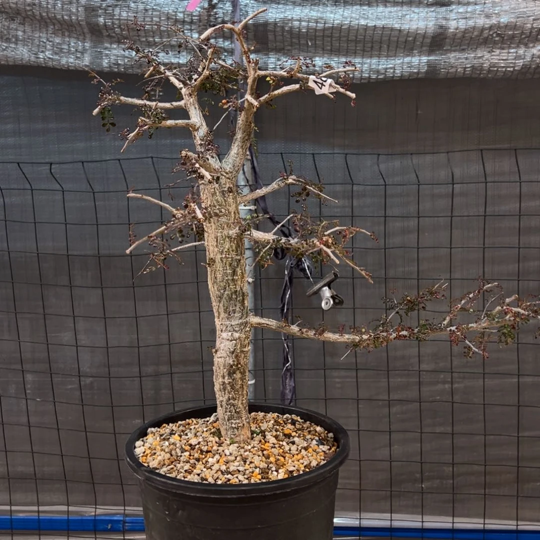 D****a484列加漆树带盆发货