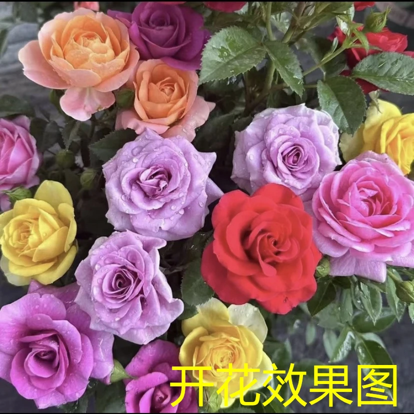 三【混色】月季花苞发货月季花苗四季开花浓香庭院阳台