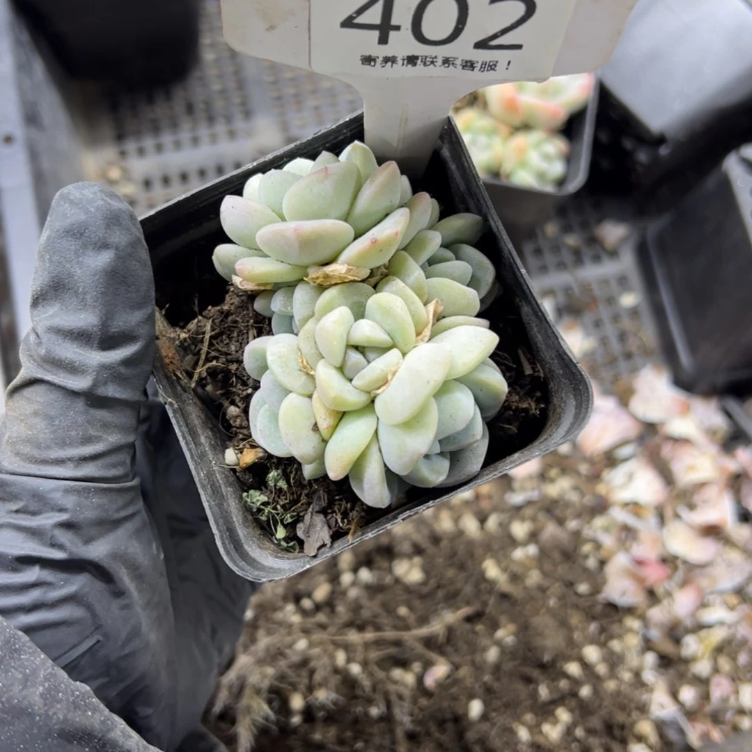 红陶哈*402号多肉植物