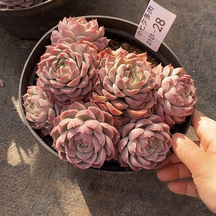 执****小七夕多肉不知名28