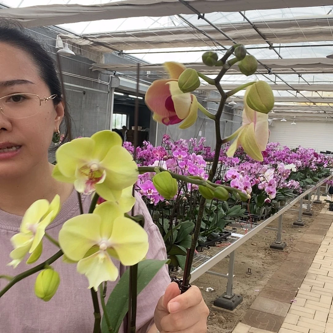 完全开放柠檬派，蒙娜丽莎两颗组合211