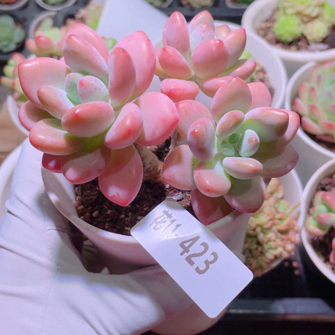 花利美11-423洛神