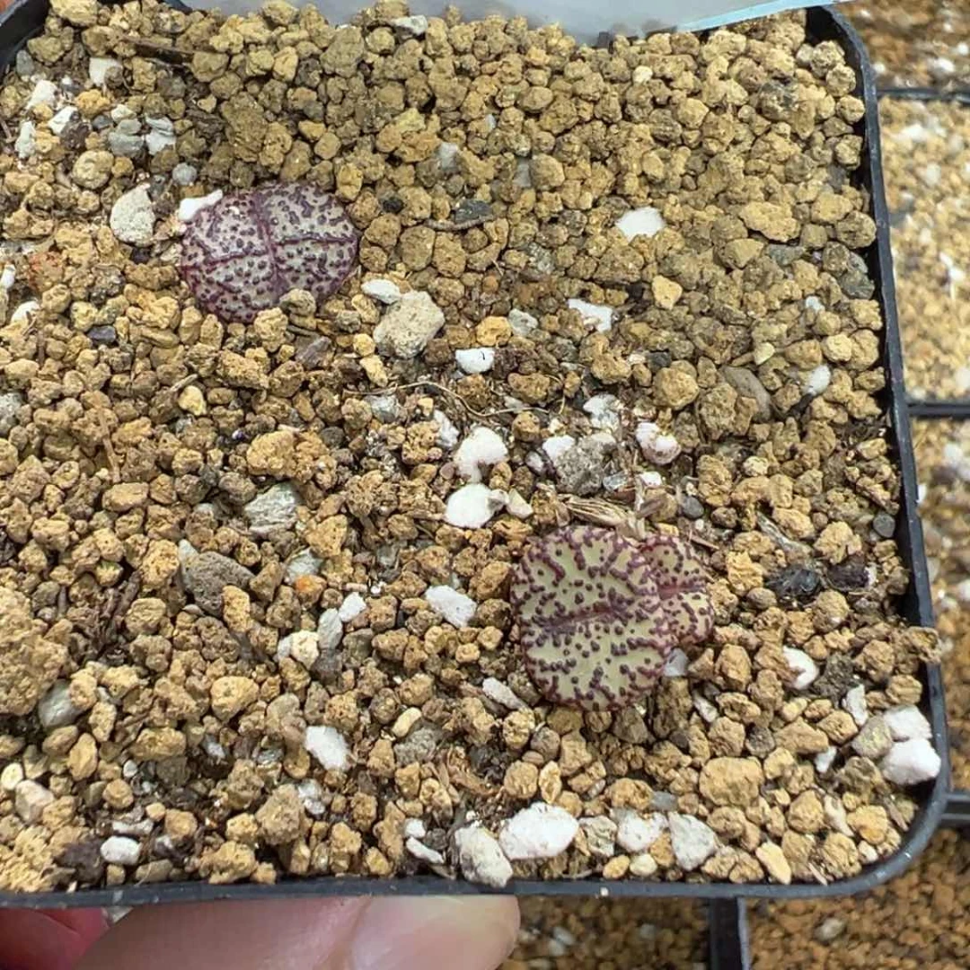 19-75霓虹安贞多肉植物