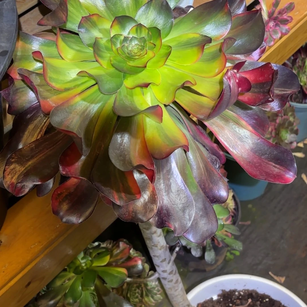 林***虎云南多肉植物巫毒