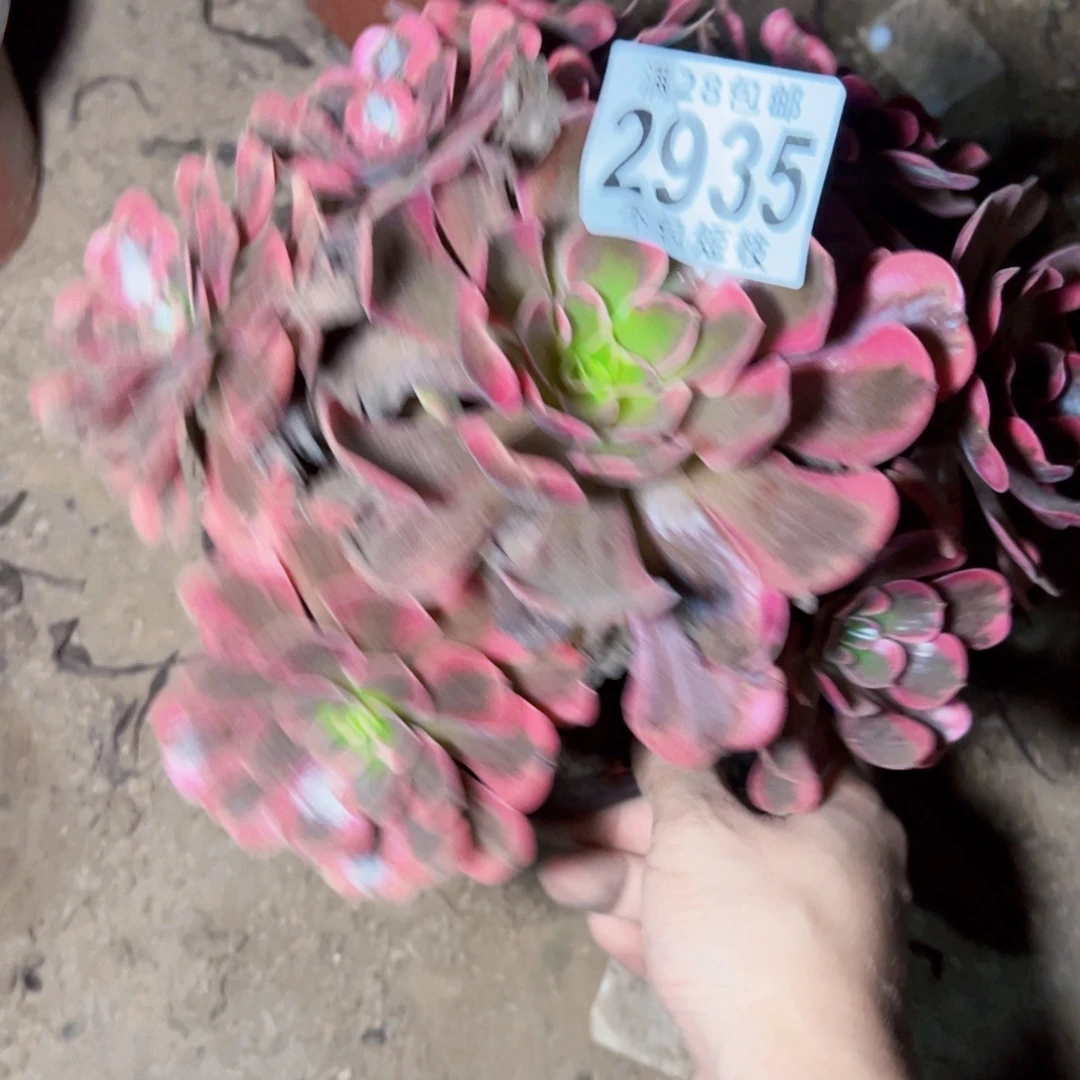 爱神多肉植物2935