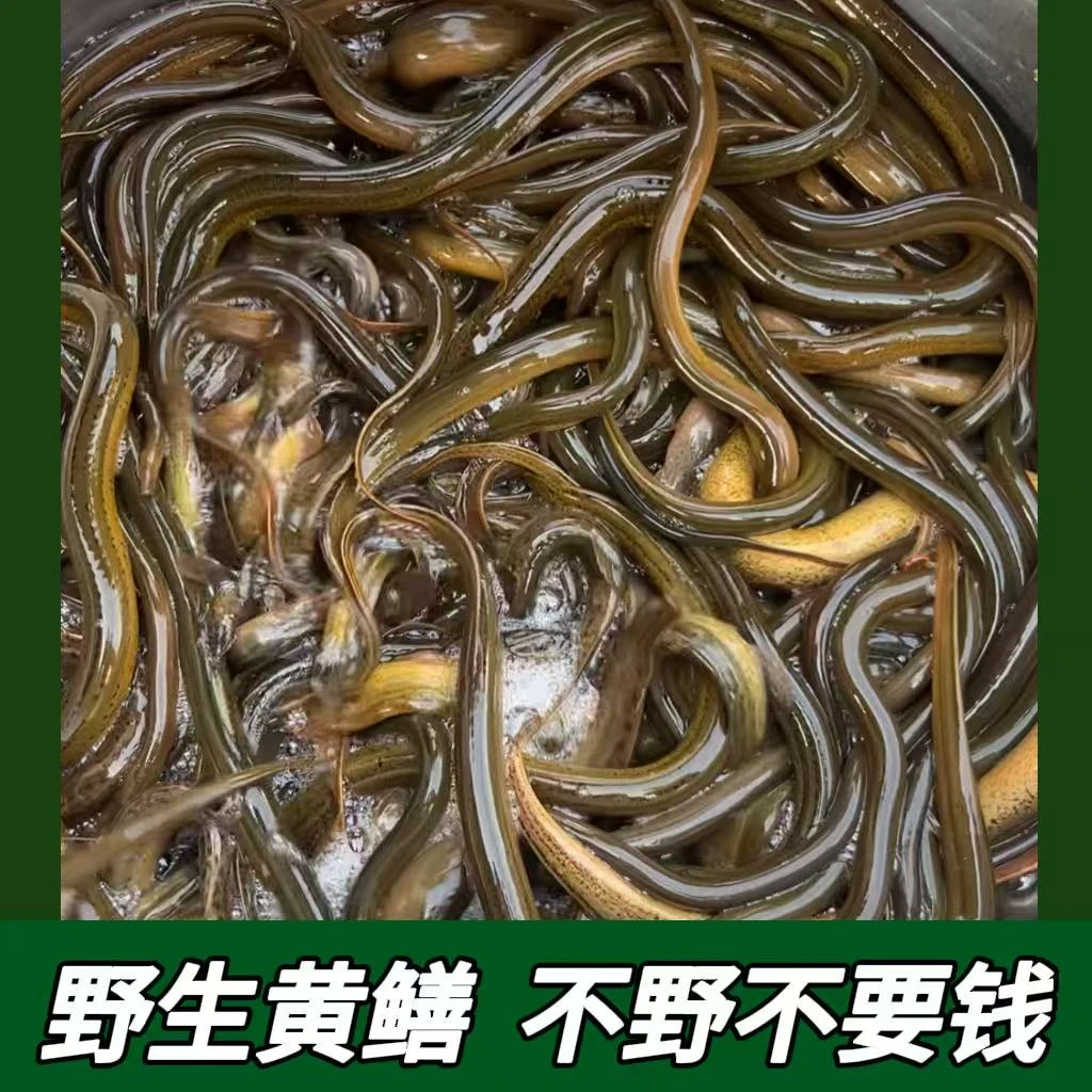 野生土黄鳝3斤装 顺丰快递包邮包活到家
