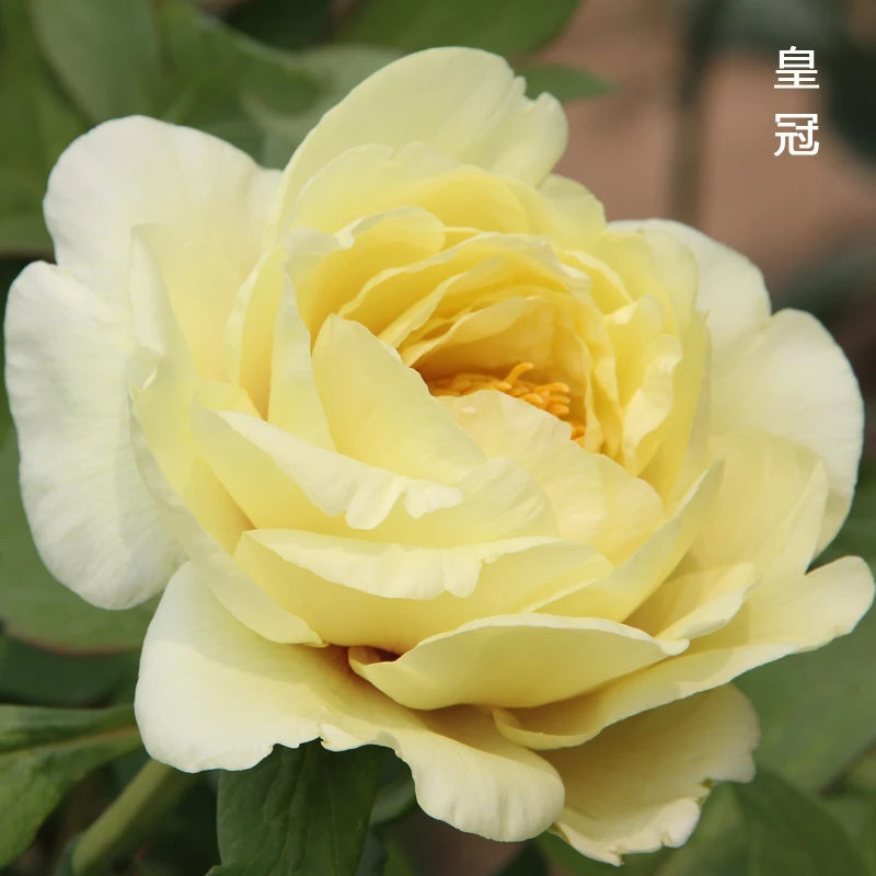 黄色系超香皇冠牡丹观赏花苗菏泽产地现挖现发
