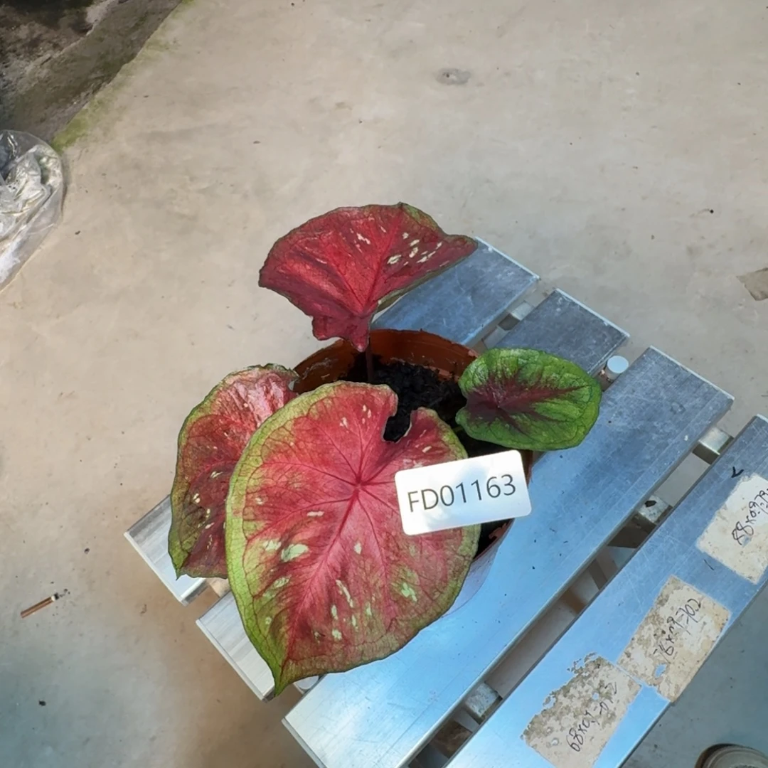 无花朵海王寄养01163