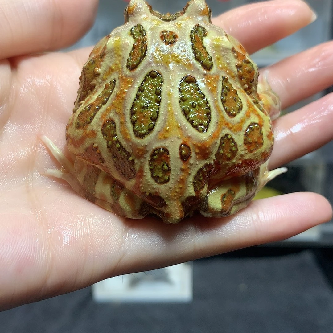 角蛙3216原色角蛙