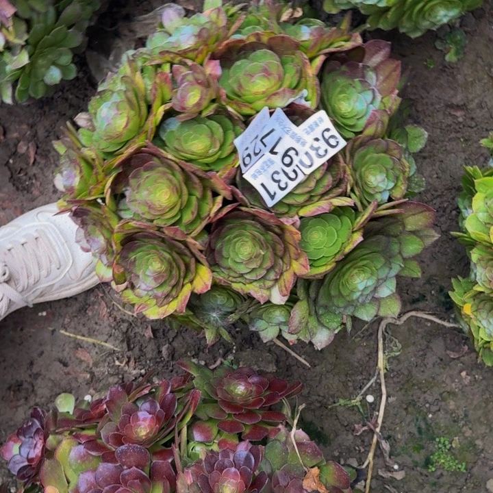 黑魔花27-6包邮花花