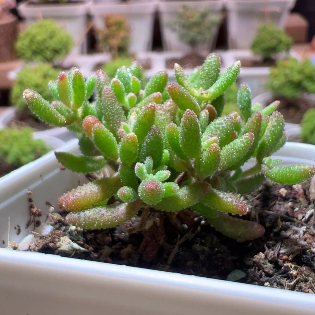 J022红麒麟带盆土发货一物一拍