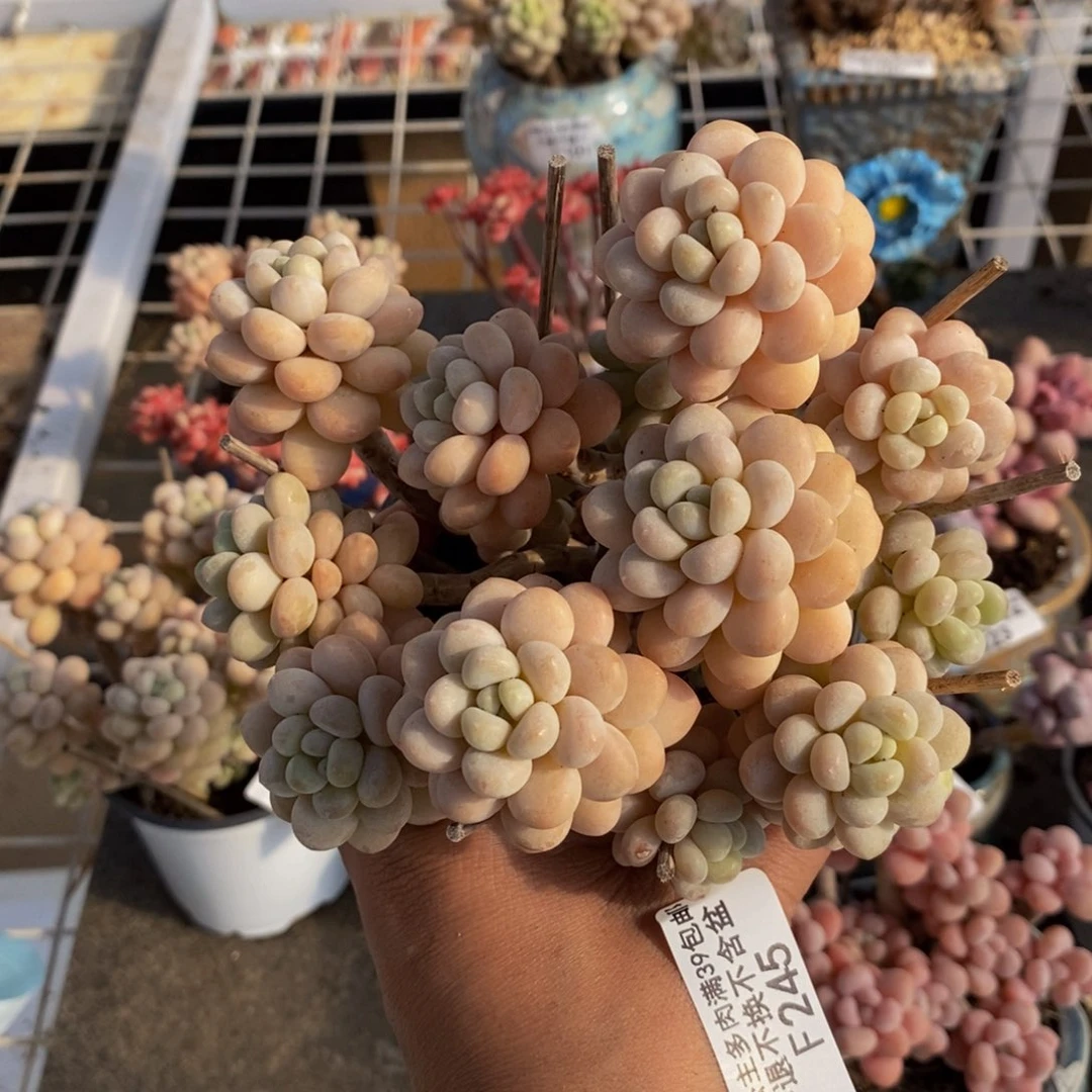 洛可可245/10cm多肉