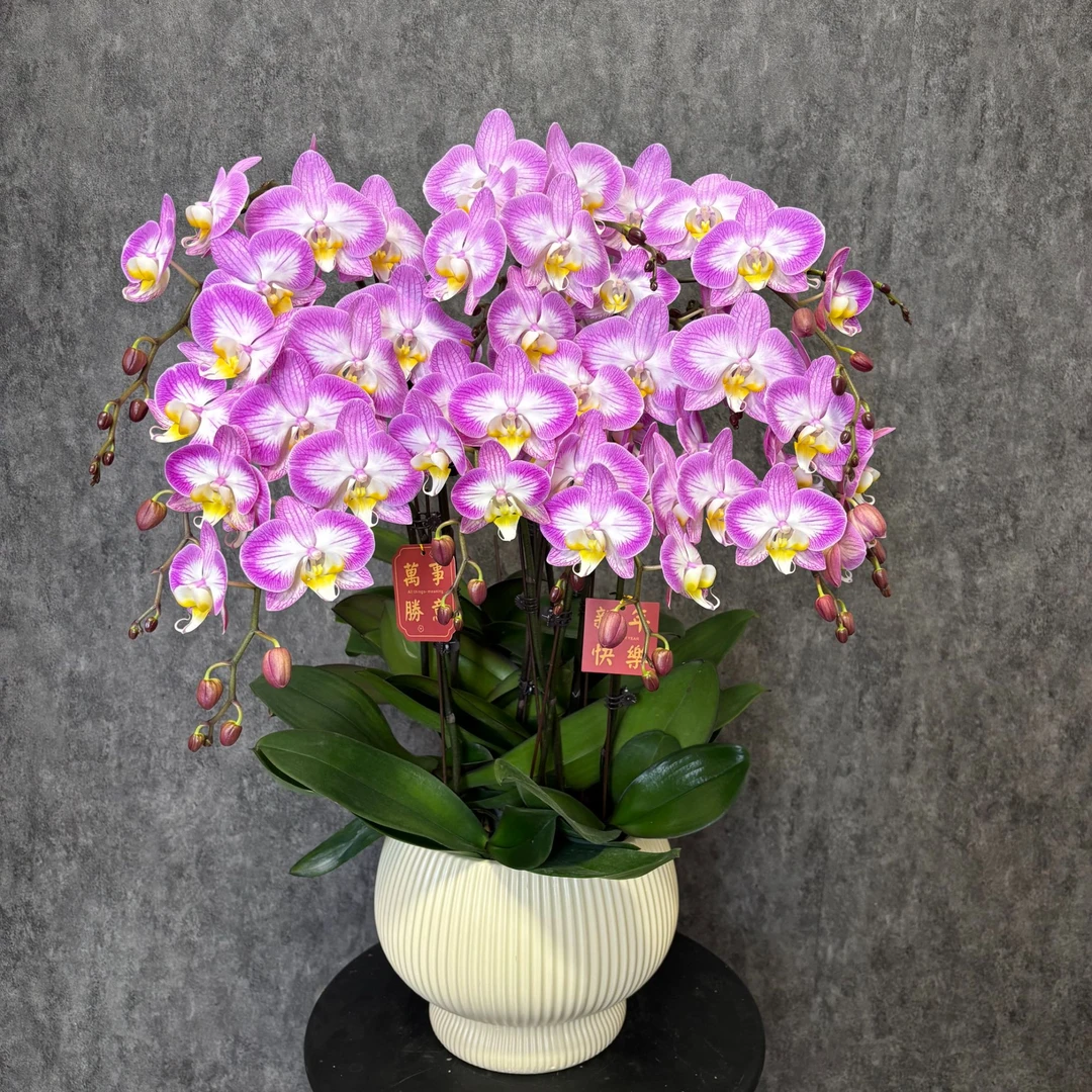 【雪山飞狐-蝴蝶兰】 鲜花绿植  好养花期长  室内观赏花