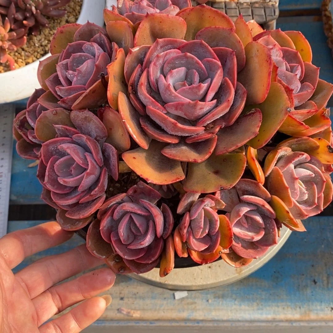 发货多肉植物一物一拍多肉