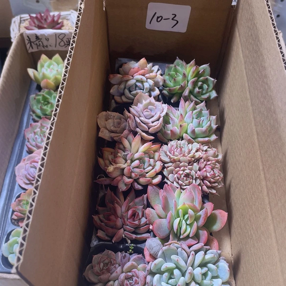 【闪购商品】10颗-3