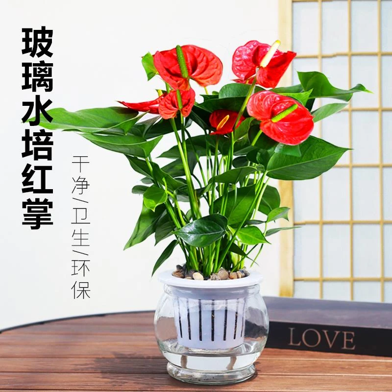 红掌盆栽室内水培植物四季好养花卉鸿运当头盆栽办公室开花绿植