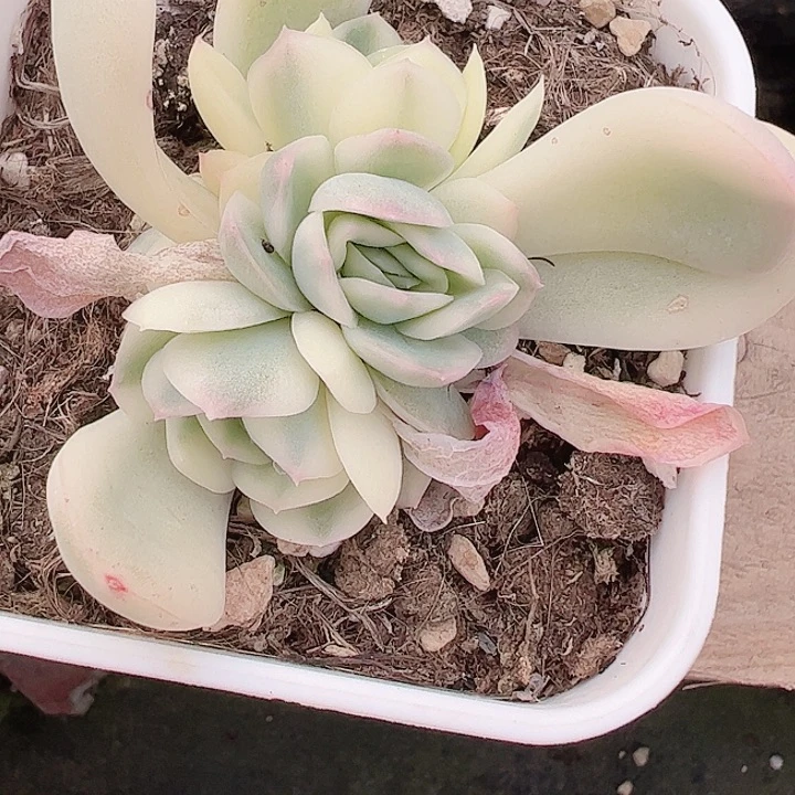 S****d多肉植物多肉植物