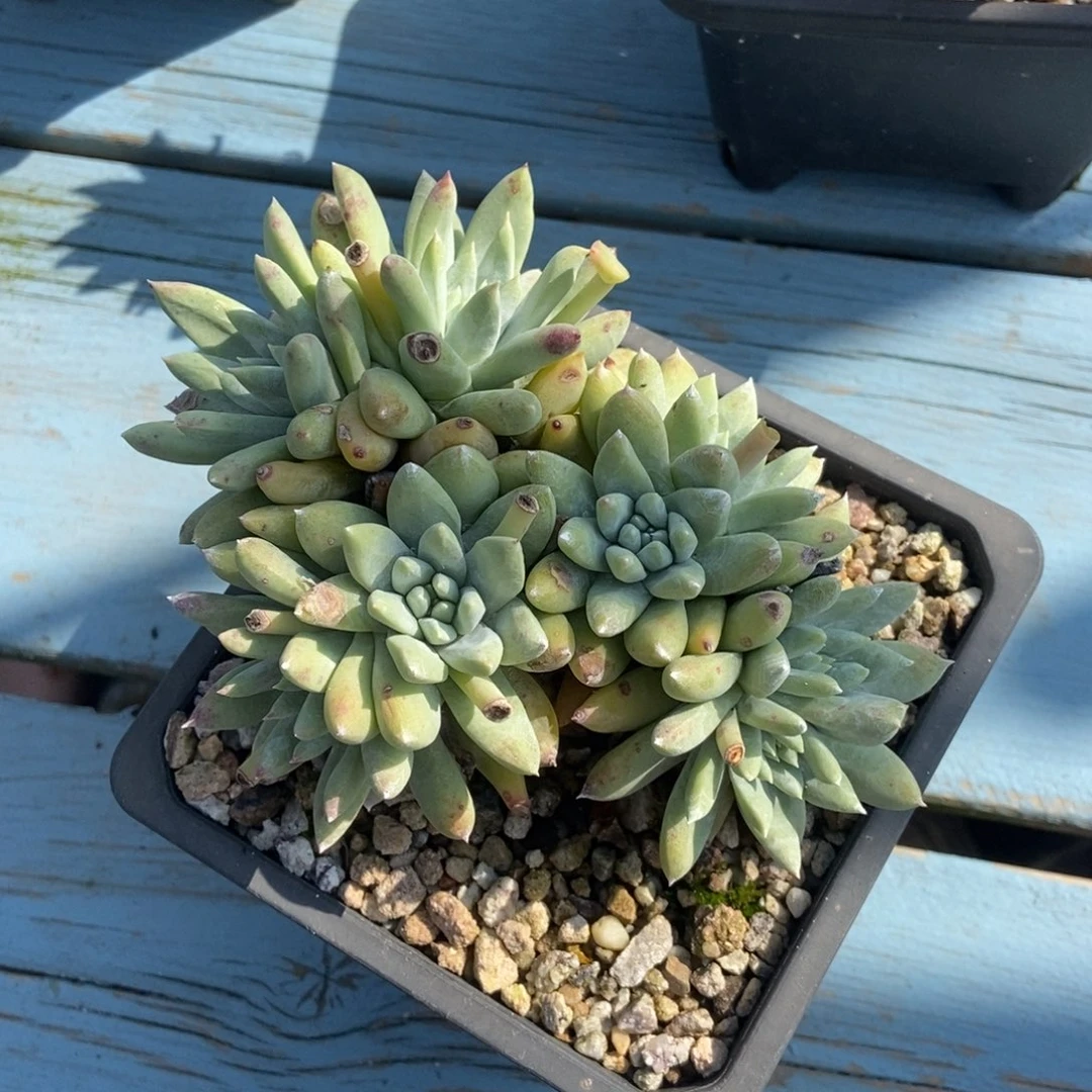 拇指杂多肉植物啦啦啦