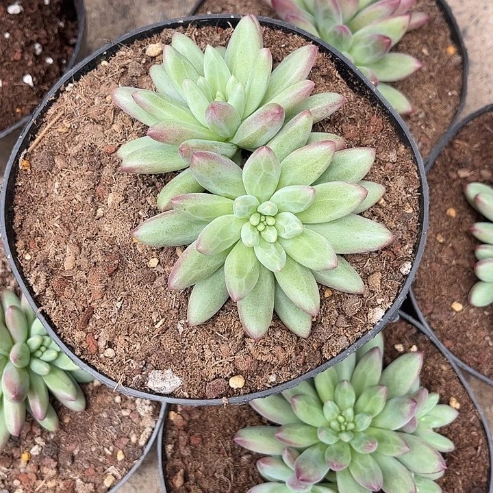 绿体虞美人0000000000