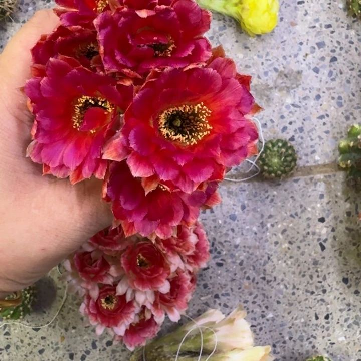 320丽花老丽86歪无根侧牙2公分左右，20包邮