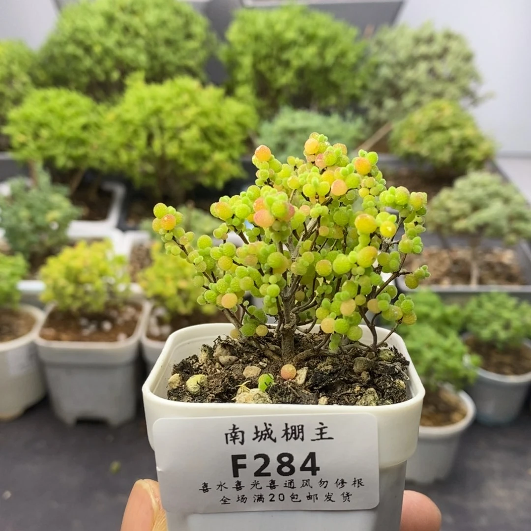 284精控蜜橘糖球枝干