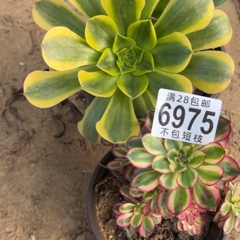 组合多肉植物法师6975