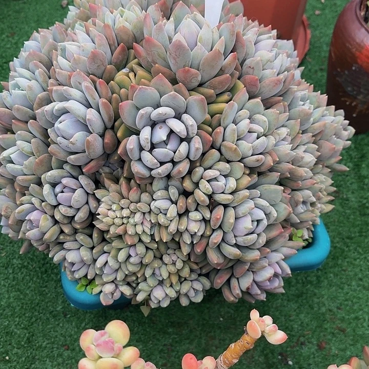 小***n丽娟花卉胖美人大