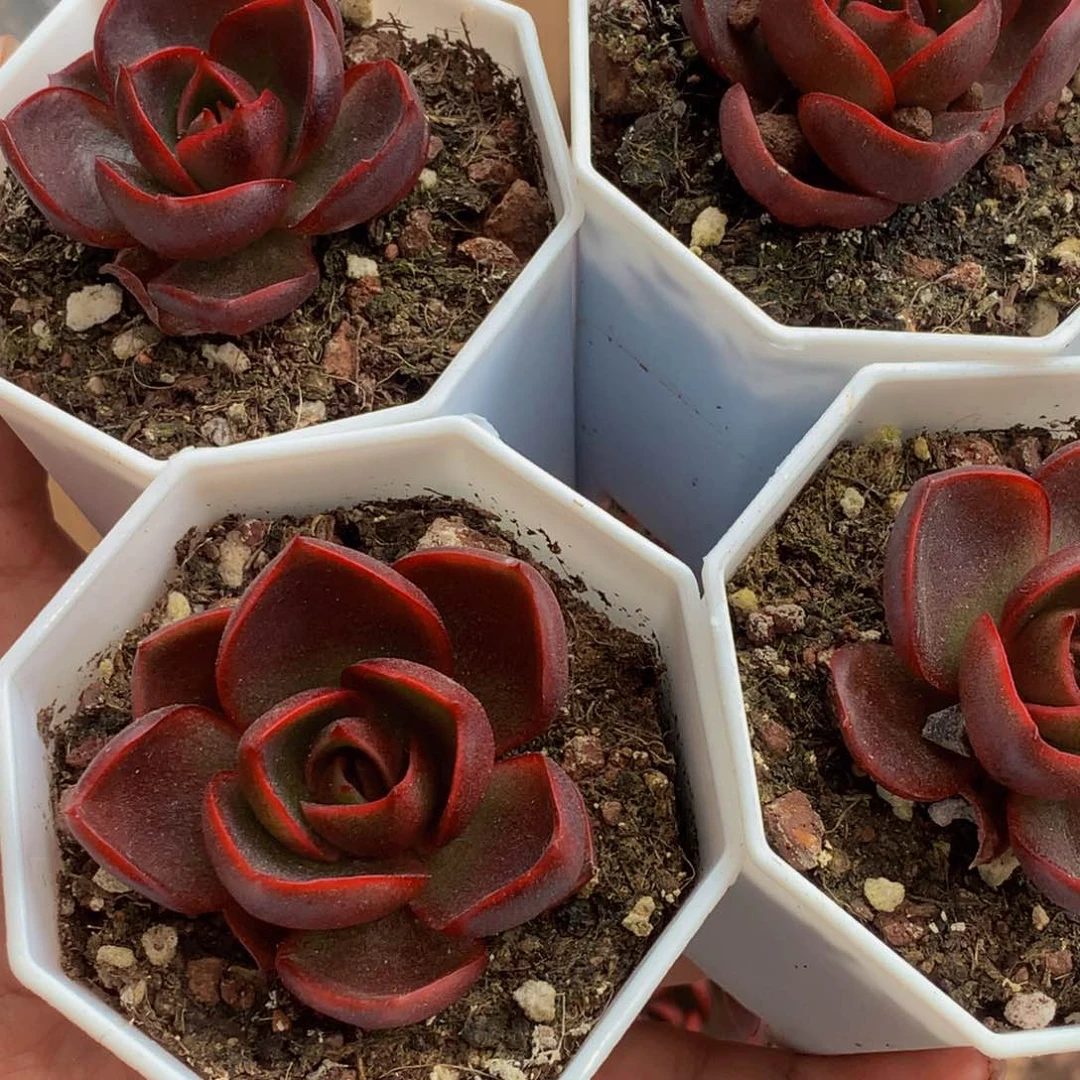 红灯  （满9.99包邮不满9.99发叶子）