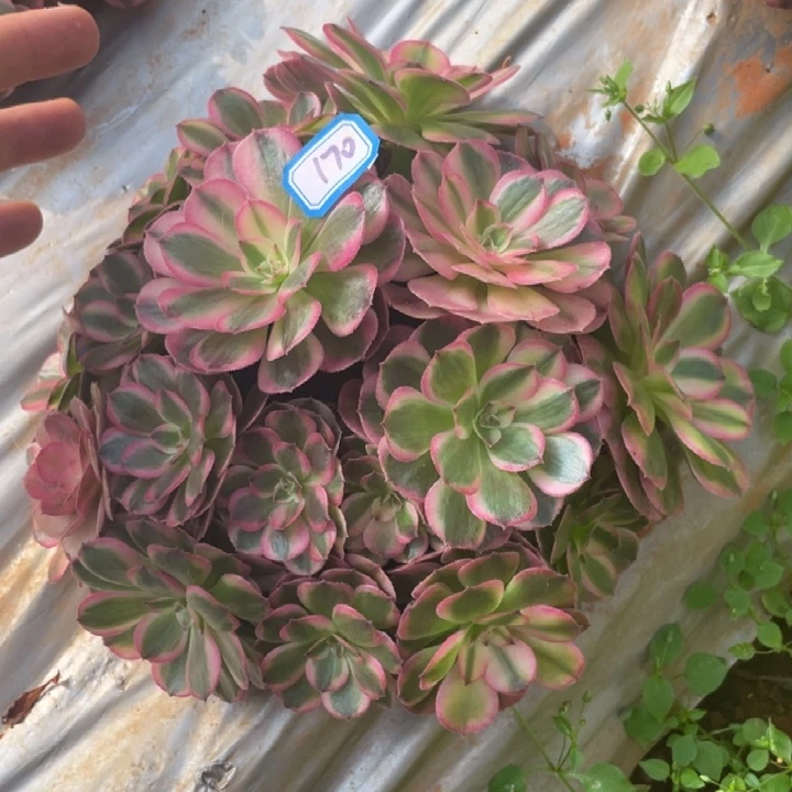 170，荔枝绣球法师锦