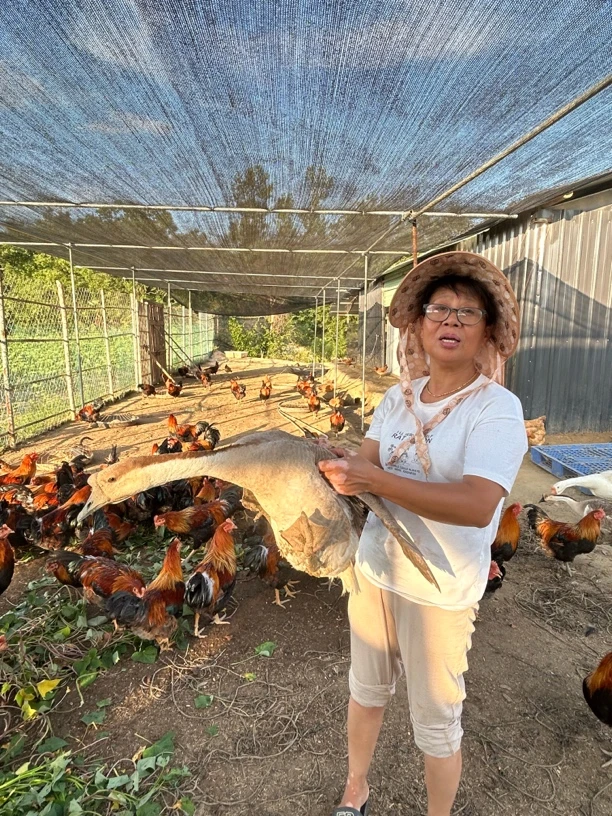 都昌农家本土野生鹅