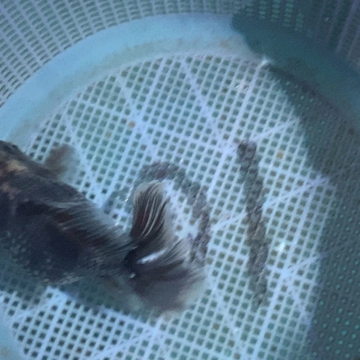 王****狮头鱼长尾百褶一条