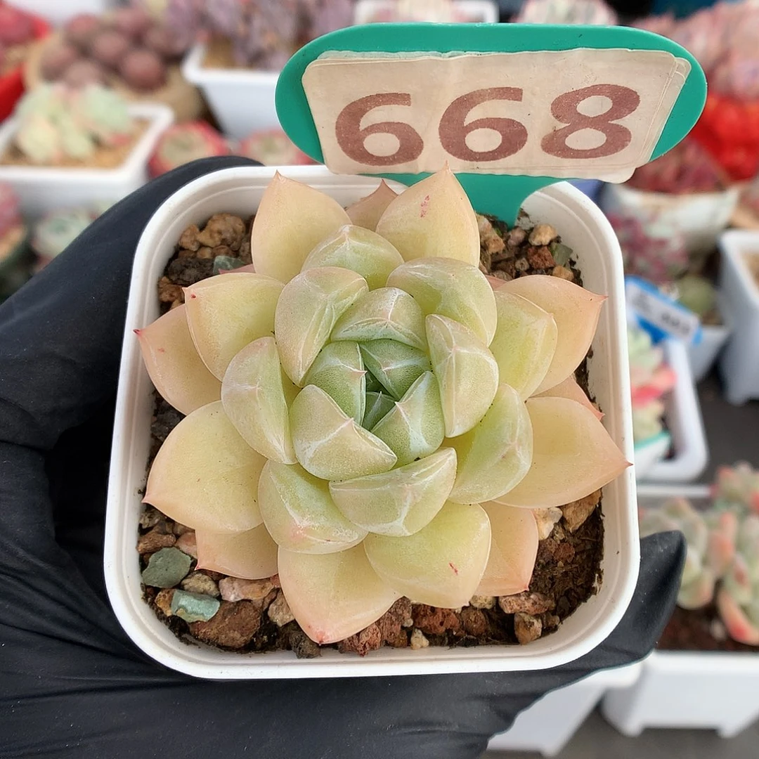 668 钻石珍妮多肉